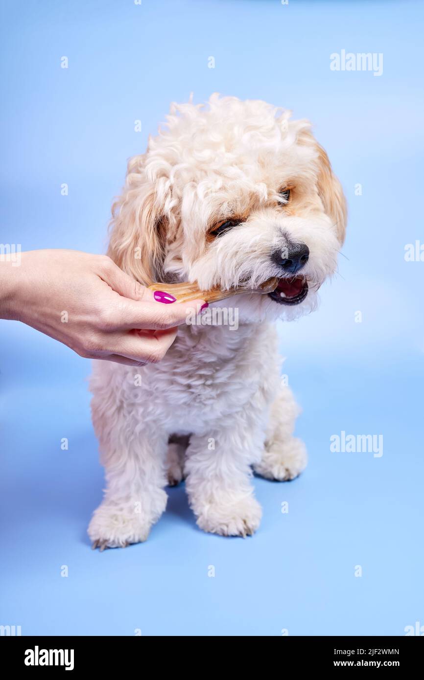 Maltipoo puppy biting a bone given to him by a girl Stock Photo Alamy