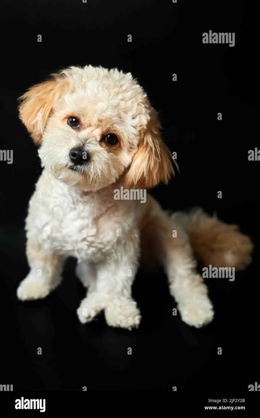 Maltese poodle mix black and white 2025