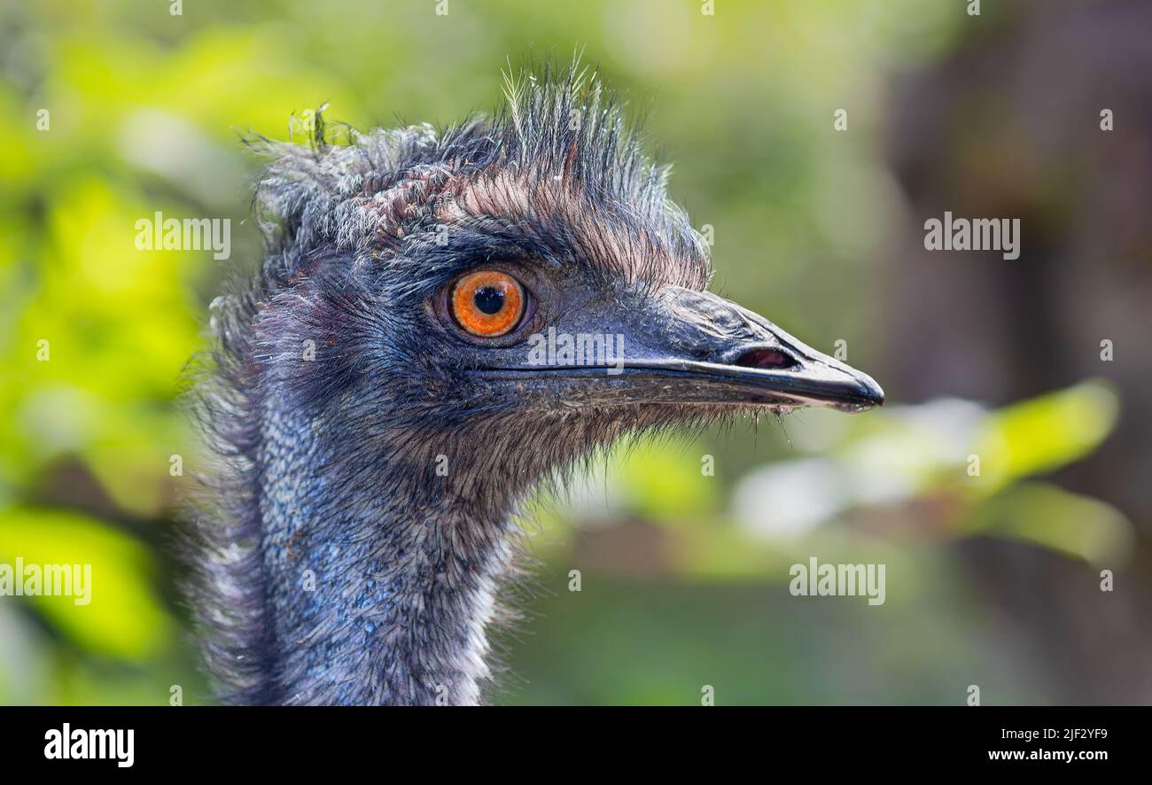 Close-up view of an Emu (Dromaius novaehollandiae) Stock Photo