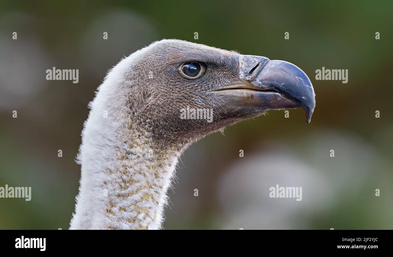 Side portrait view of a White-backed vulture (Gyps africanus) Stock Photo