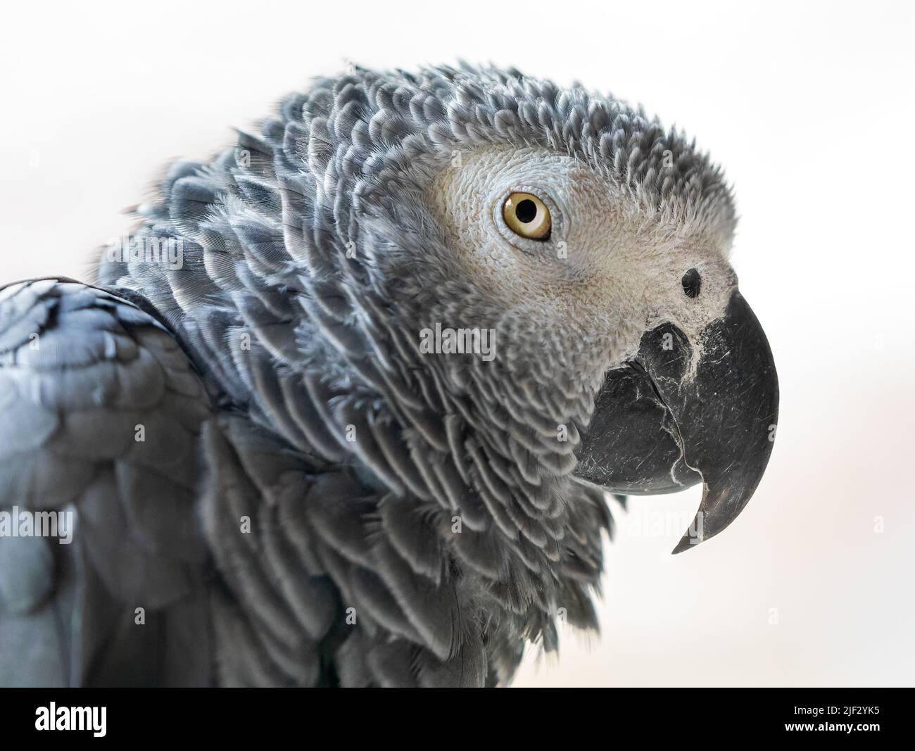 Close-up view of an African grey parrot (Psittacus erithacus) Stock Photo