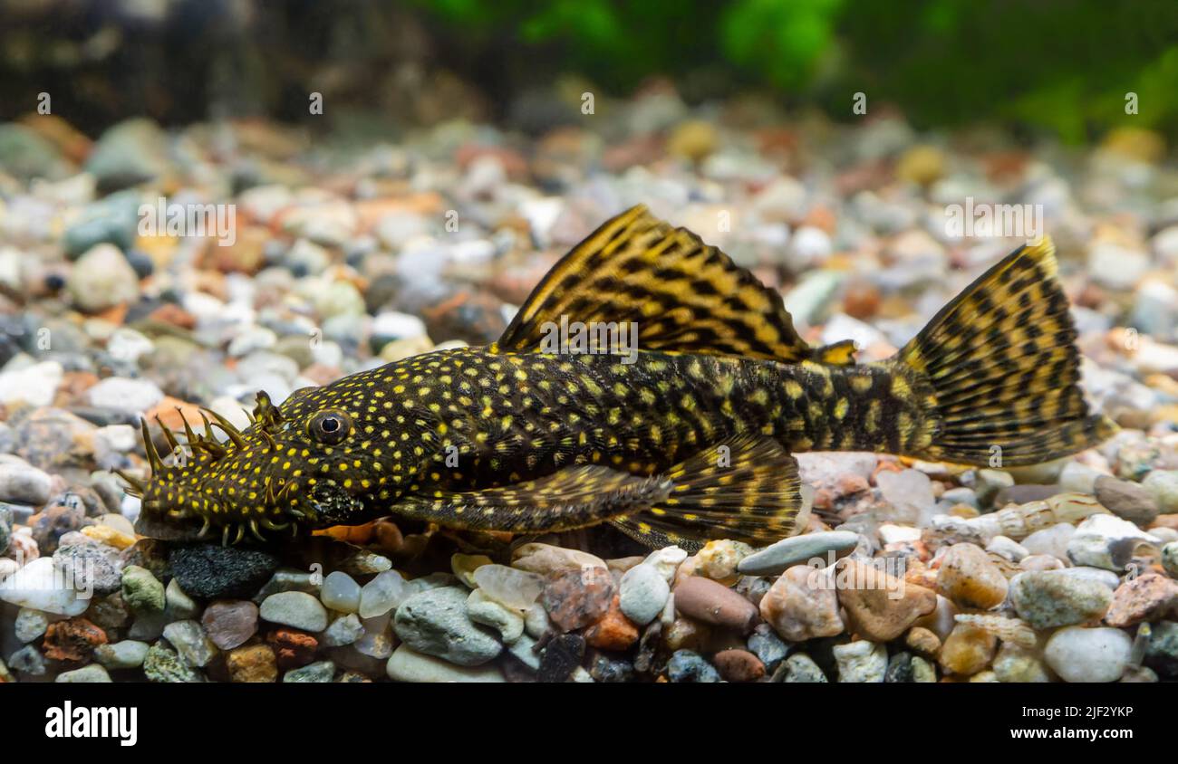 Close-up view of an Ancistrus catfish Stock Photo
