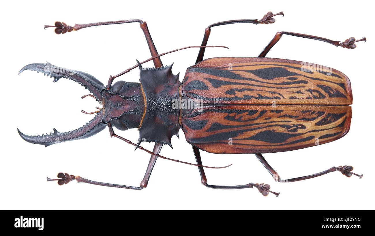 Insect collection of long-horned beetles specimen isolated on white background photoed by macro lens. Stock Photo