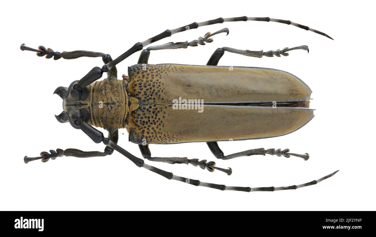 Insect collection of long-horned beetles specimen isolated on white background photoed by macro lens. Stock Photo