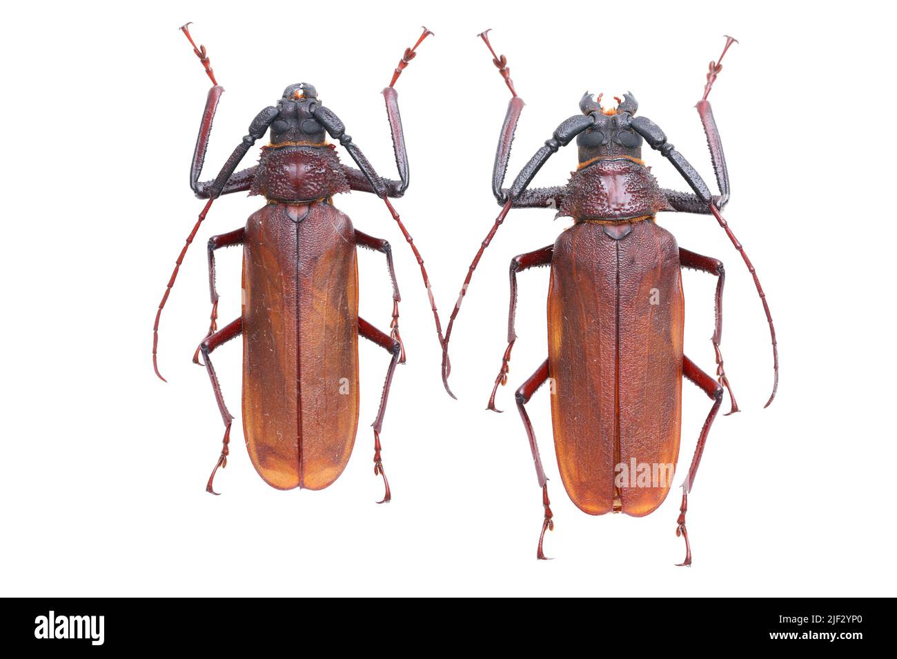 Long-horn Beetle Macrotoma pascoei pascoei FAST FROM USA 