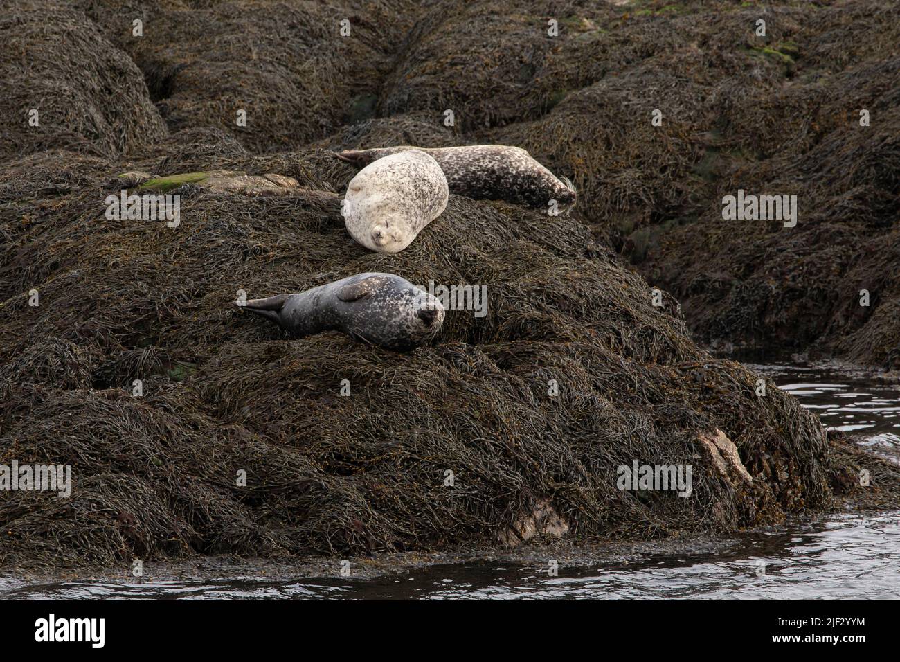 Common or Harbour seals on Harris, Outer Hebrides, Scotland Stock Photo
