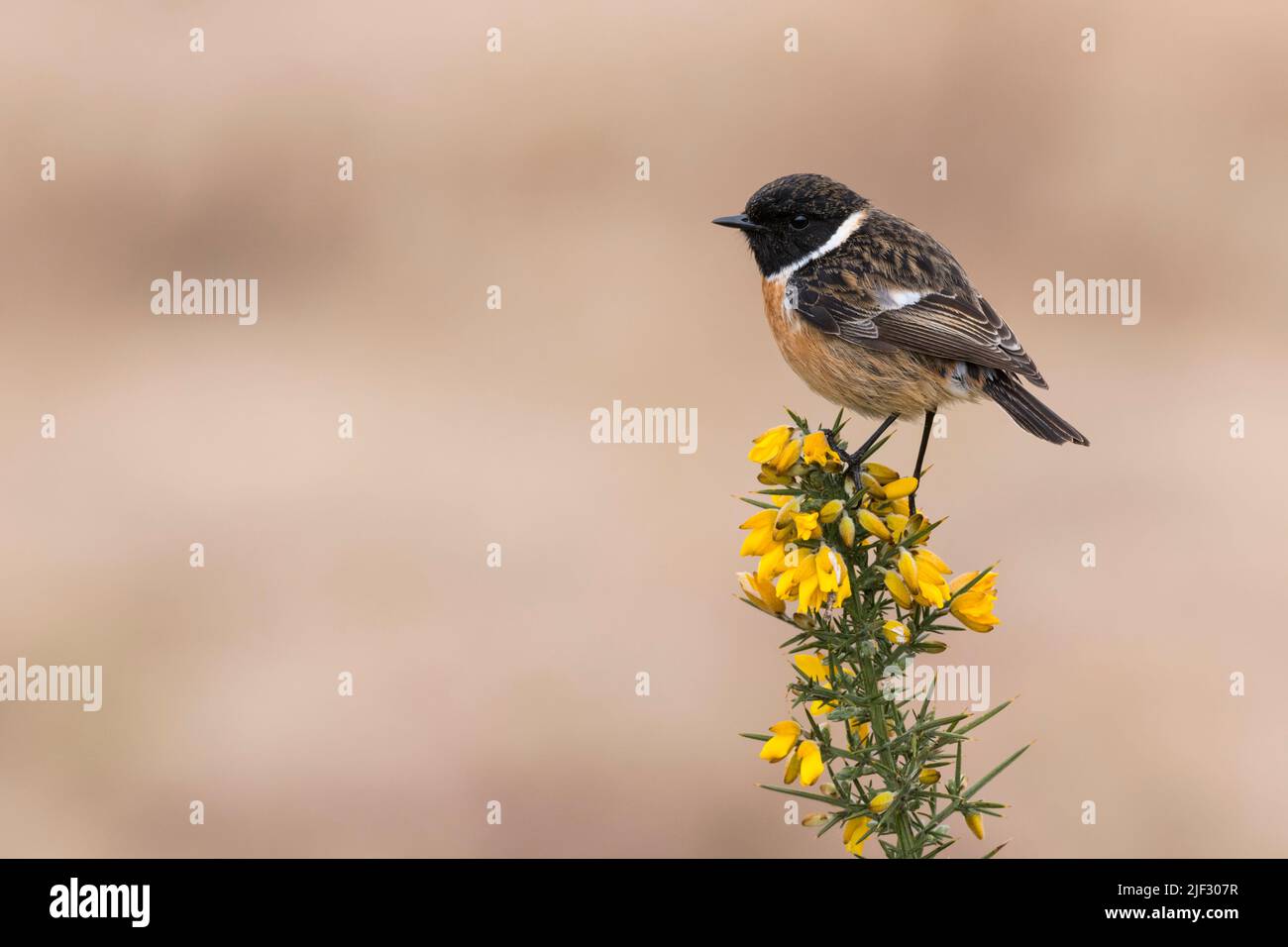 Male Stonechat, Saxicola rubicola, perched on top of a gorse bush, Dumfries & Galloway, Scotland Stock Photo