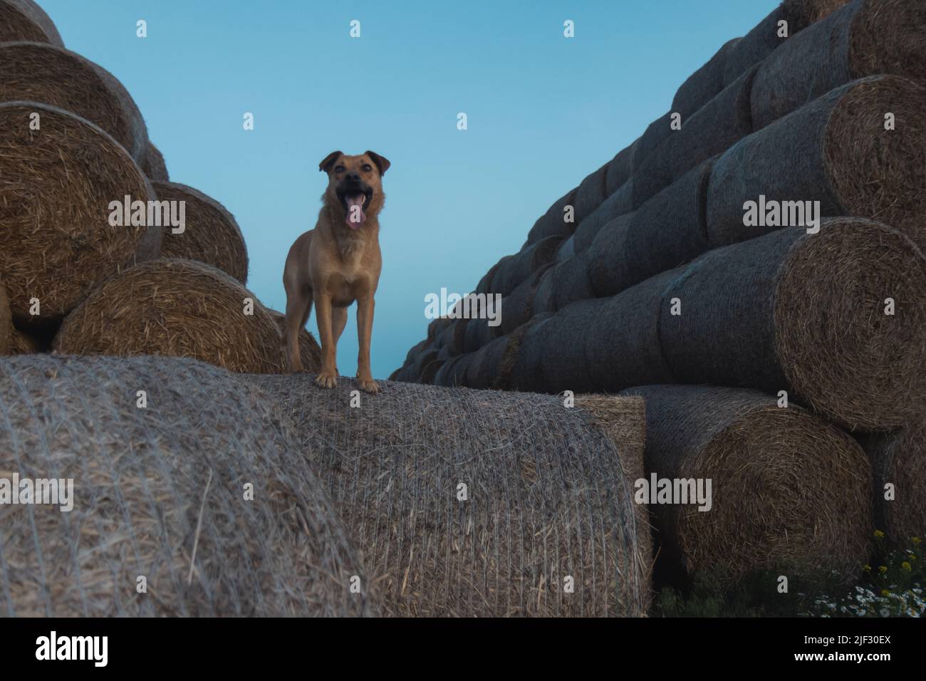 dog with his tongue hanging out stands among the hay Stock Photo