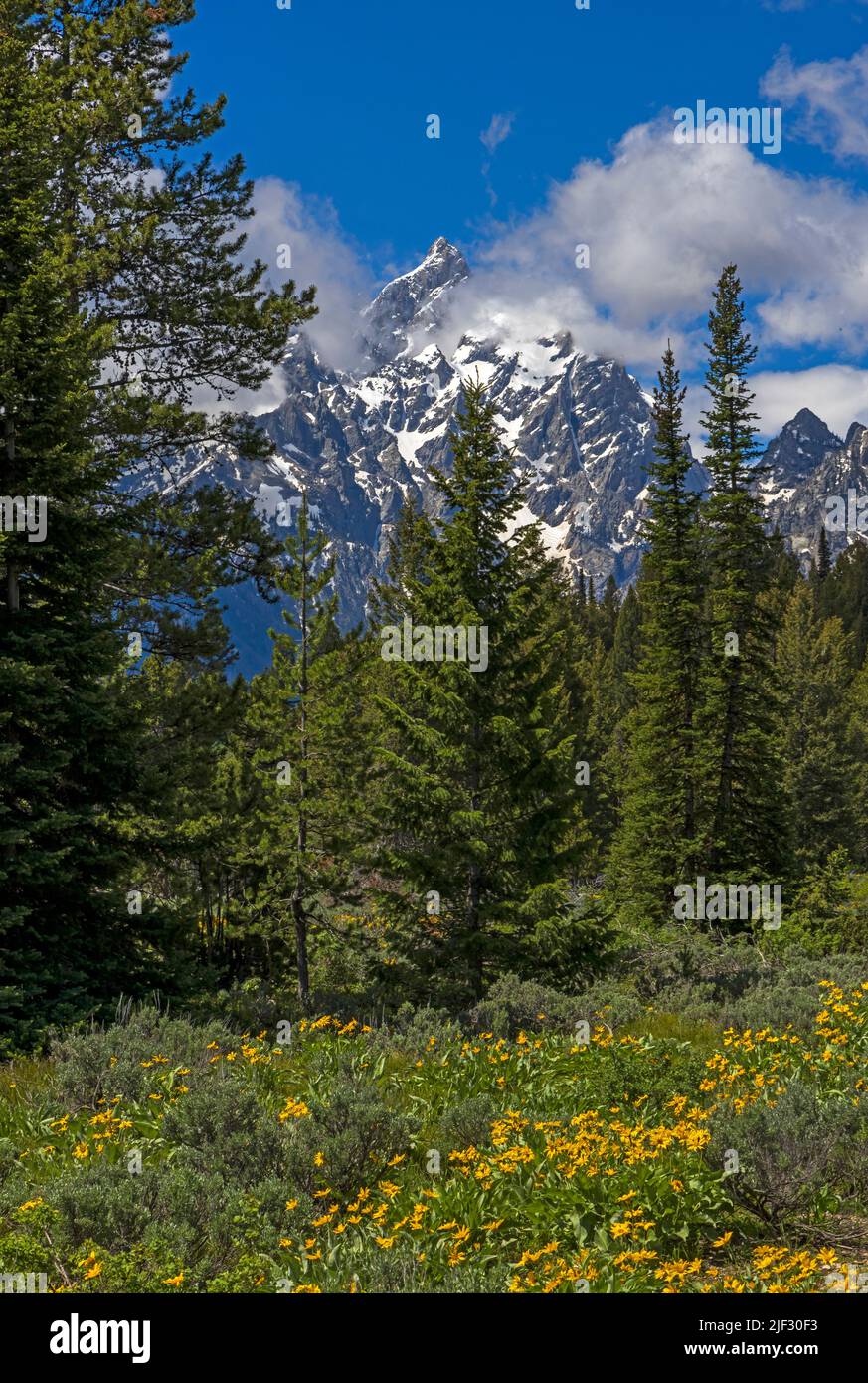 Clouds float by Grand Teton Peak in Grand Teton National Park, Wyoming, USA with a foreground of Arrowleaf Balsamroot wildflowers. Stock Photo