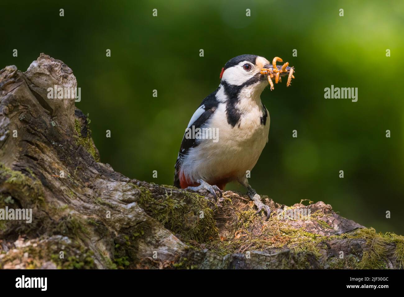 Male Great Spotted Woodpecker, Dendrocopos major, with a beak full of grubs, Dumfries & Galloway, Scotland Stock Photo
