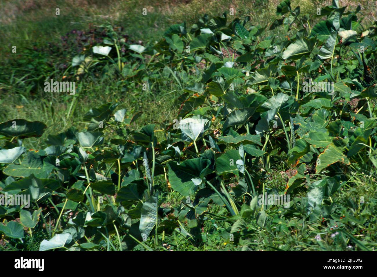 St Kitts Crops Growing Rain Fed Agricultural Project Stock Photo