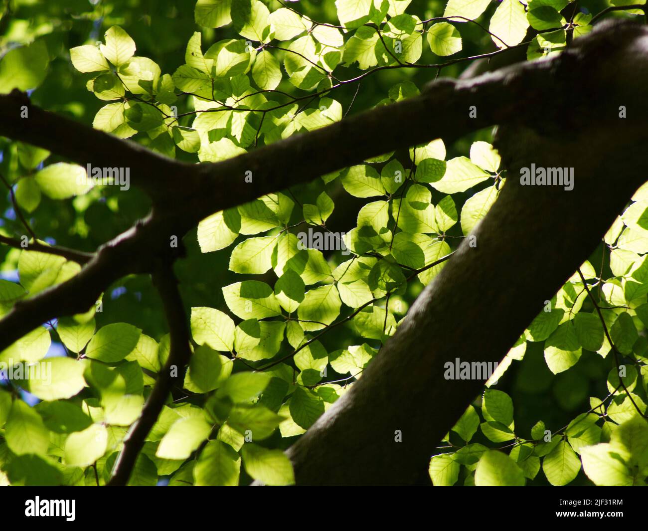 Tree canopy from below spring hi-res stock photography and images - Alamy
