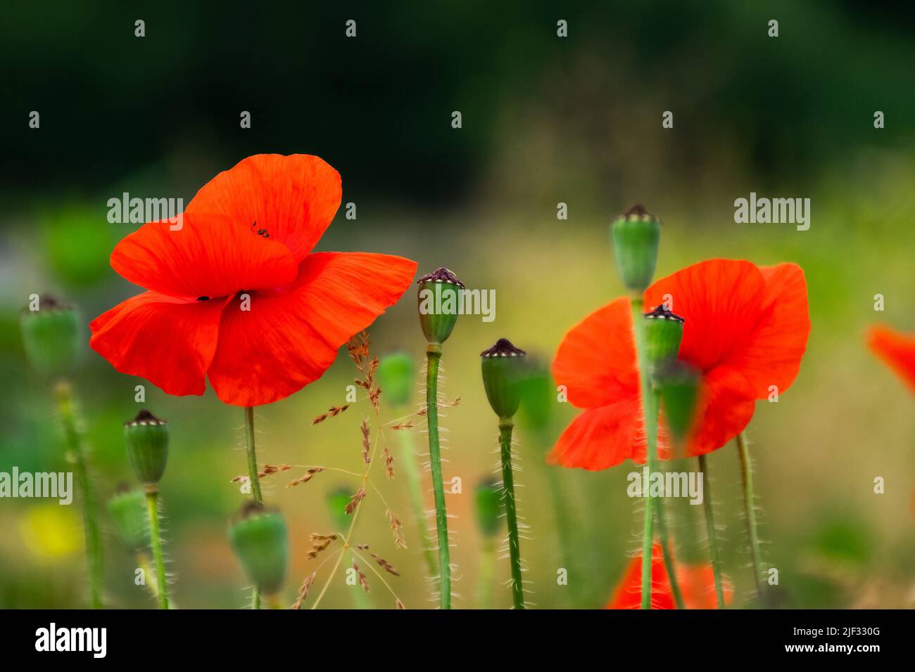 close up of red corn poppy. blooming flower. beautiful nature background Stock Photo