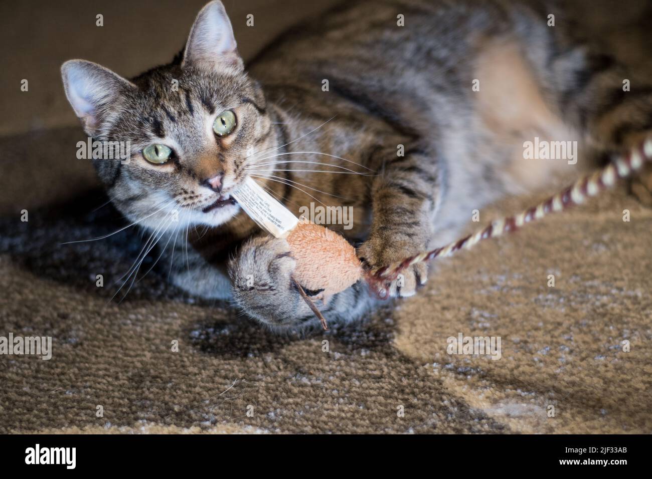 Short haired domestic cat playing with a cat toy Stock Photo