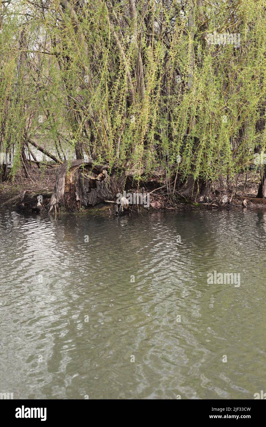 Reeds growing along shore hi-res stock photography and images - Alamy