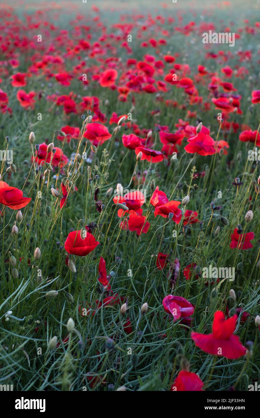 Field of poppies. Red poppy flowers at sunset. symbol of sleep, peace