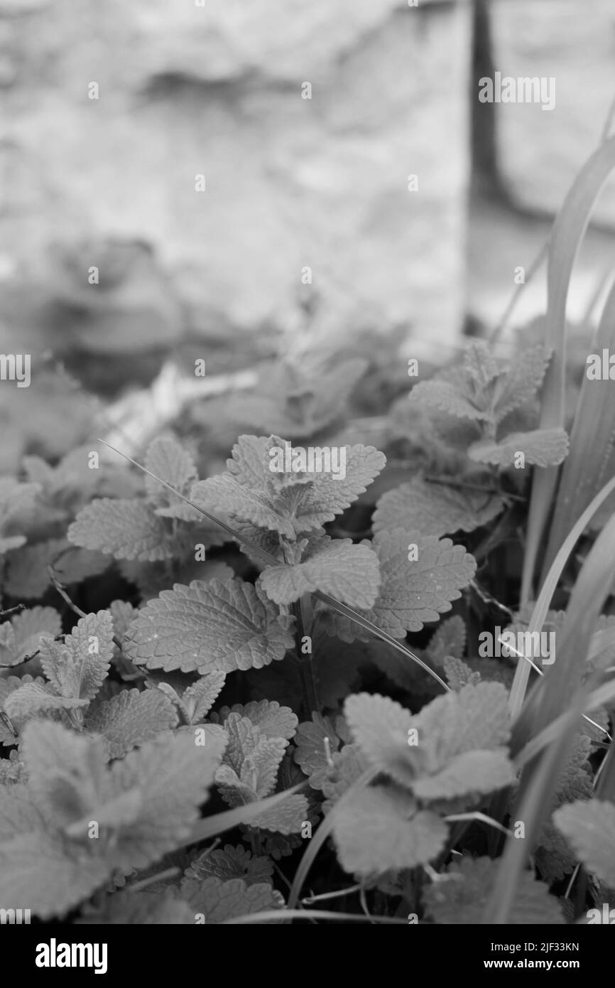 Mint plants growing in the kitchen garden in black and white. Stock Photo