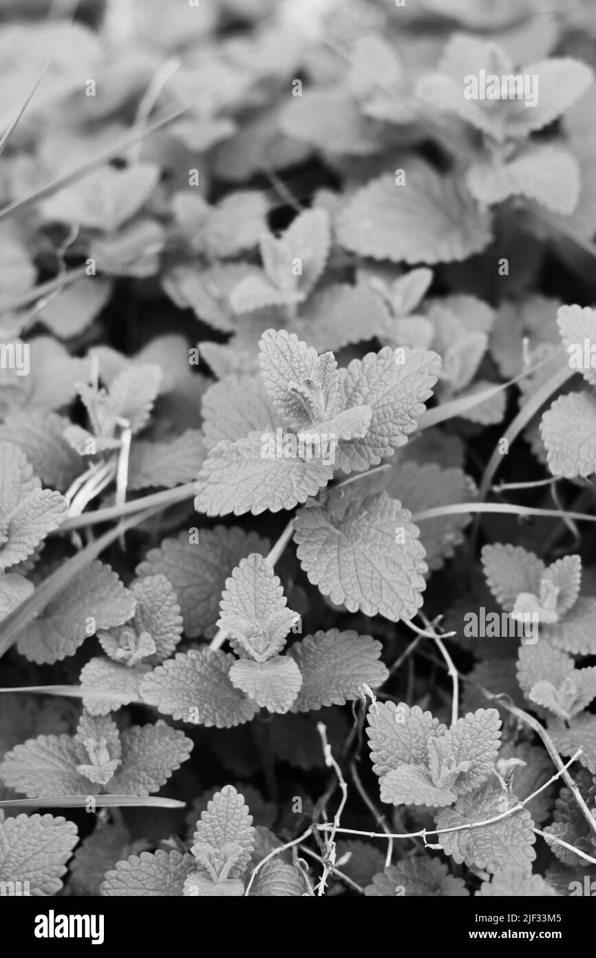 Mint plants growing in the kitchen garden in black and white. Stock Photo