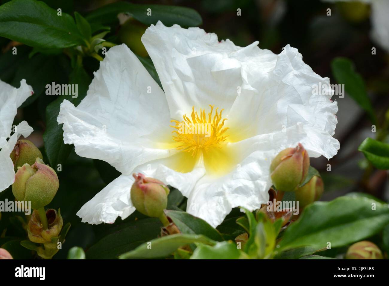 Cistus x platysephalus producing copious white flowers Stock Photo