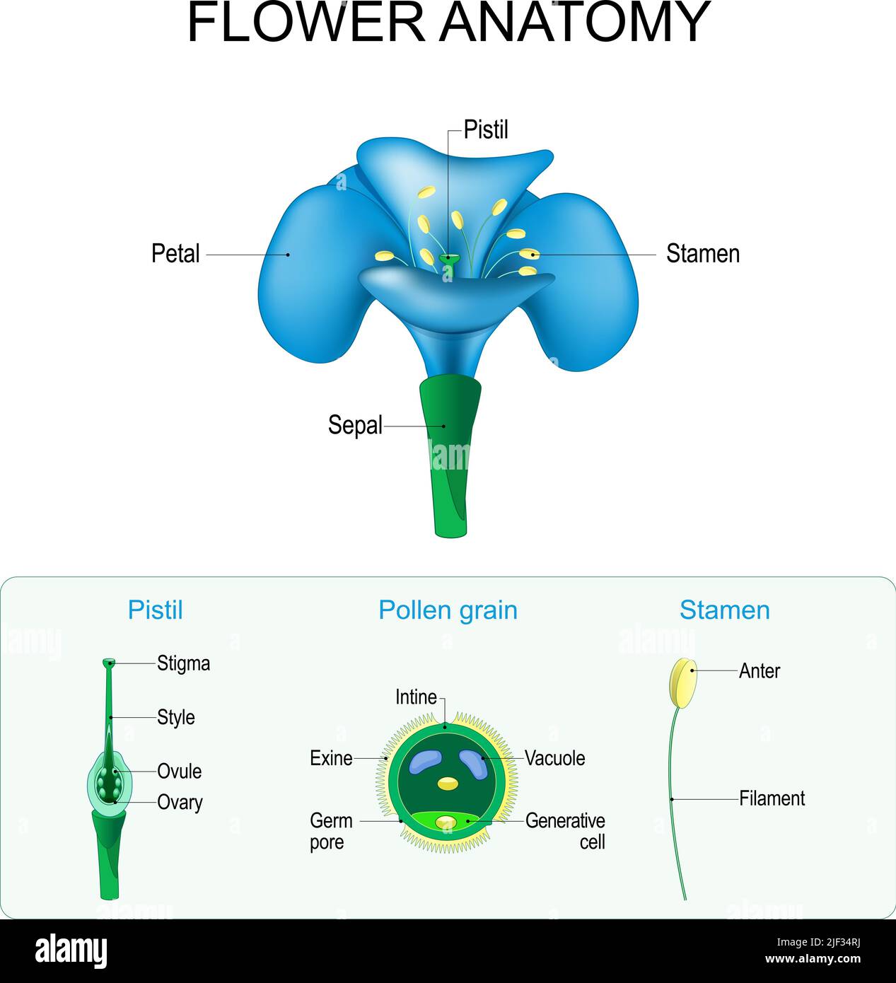 Flower anatomy. Structure of Pistil, Stamen, and Pollen grain. Gamete in Plants. Male and Female  Reproductive System in Plants. vector poster Stock Vector