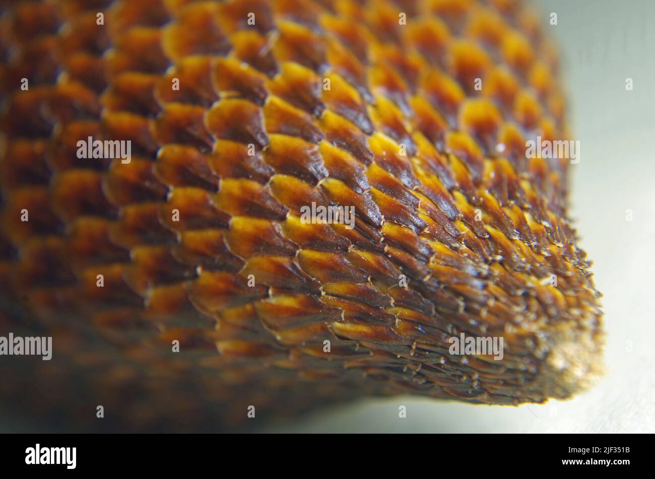 Fruit from Salacca zalacca. Stock Photo