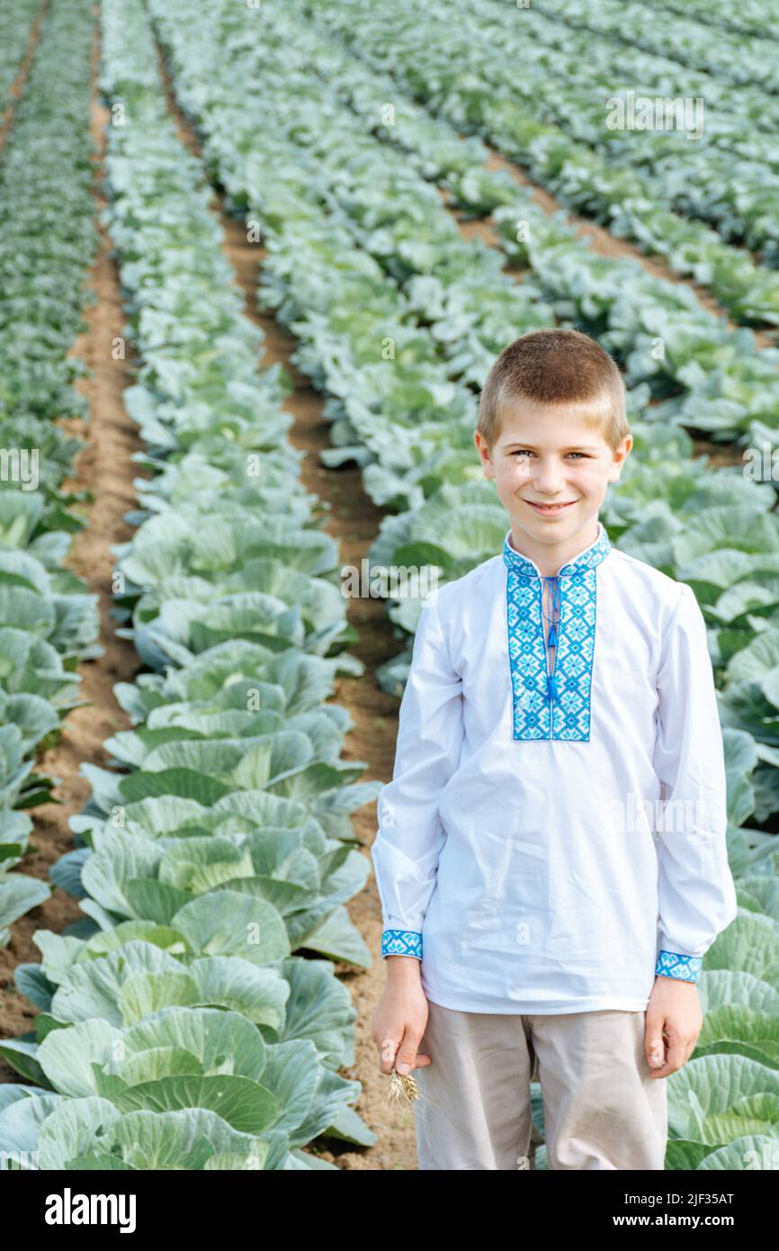 Child in traditional embroidered Ukrainian shirt on background of field of green cabbage. Boy is smiling. Agriculture, vegetables, agro-industry. Ukraine growing food. Ripe harvest. Soft focus. Stock Photo
