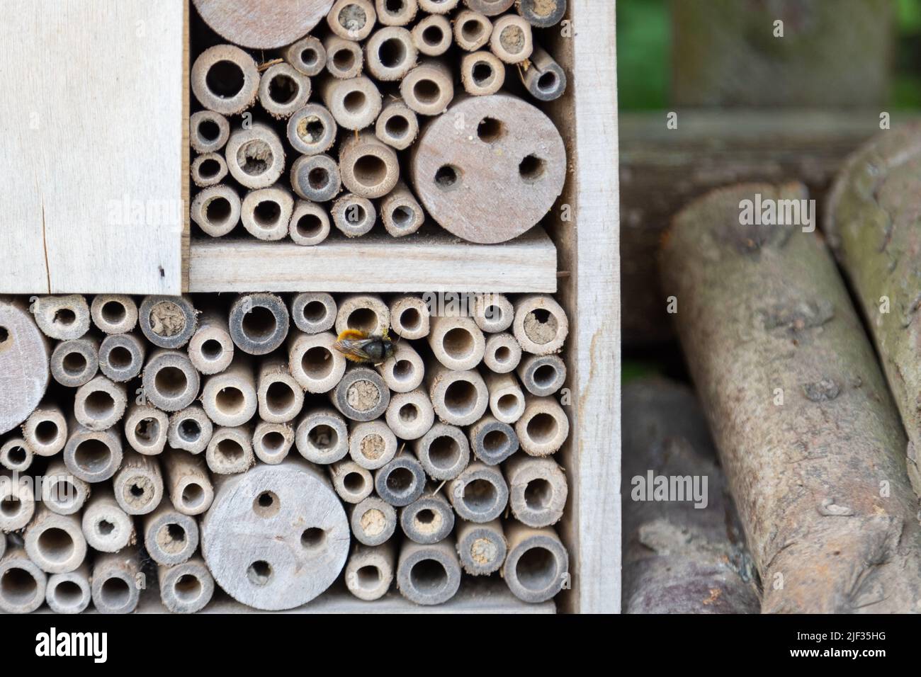 An insect hotel for bees, wasps and other insects made of old wood. Stock Photo