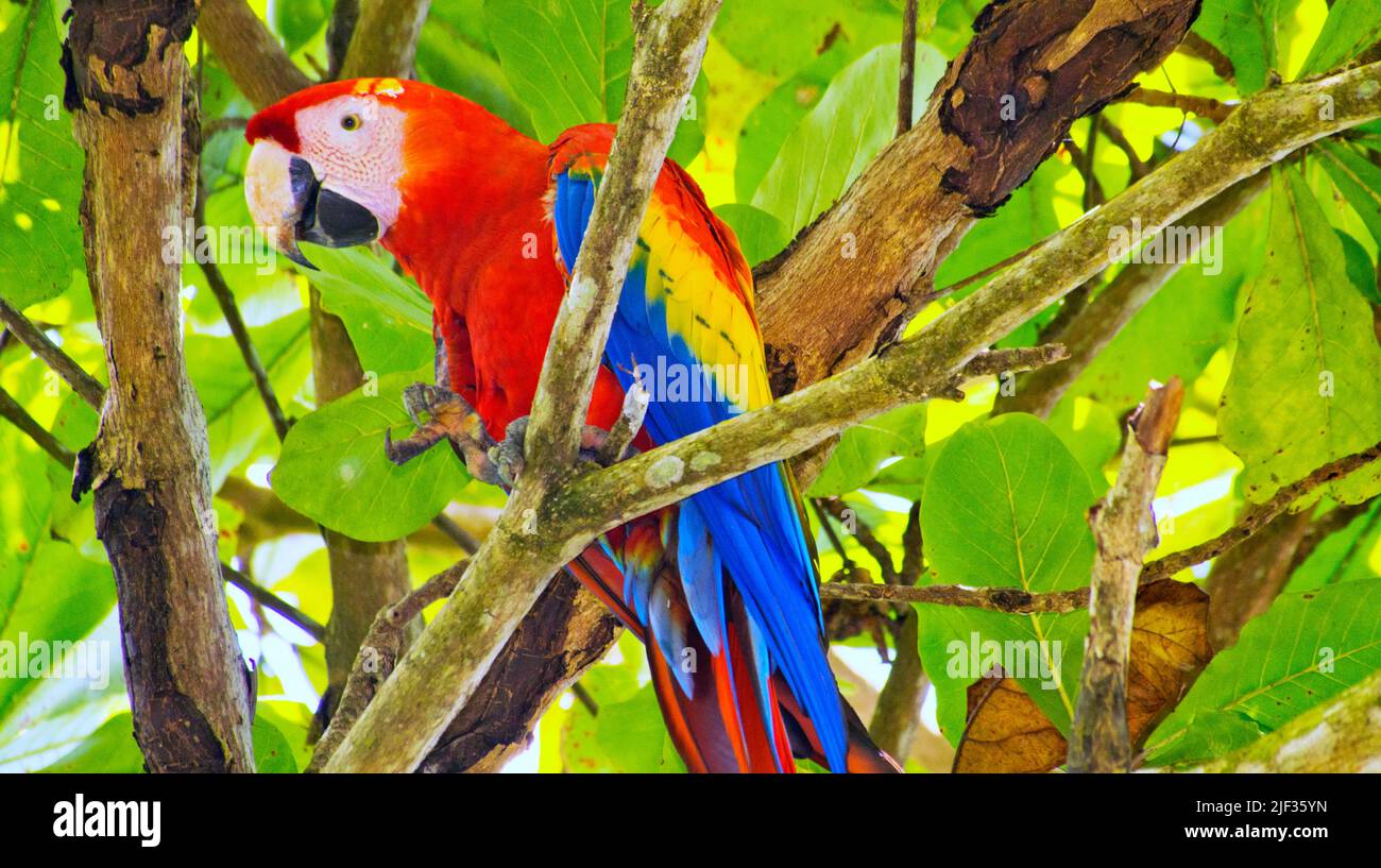Scarlet Macaw, Ara macao, Lapa Roja, Corcovado National Park, Osa Conservation Area, Osa Peninsula, Costa Rica, Central America, America Stock Photo