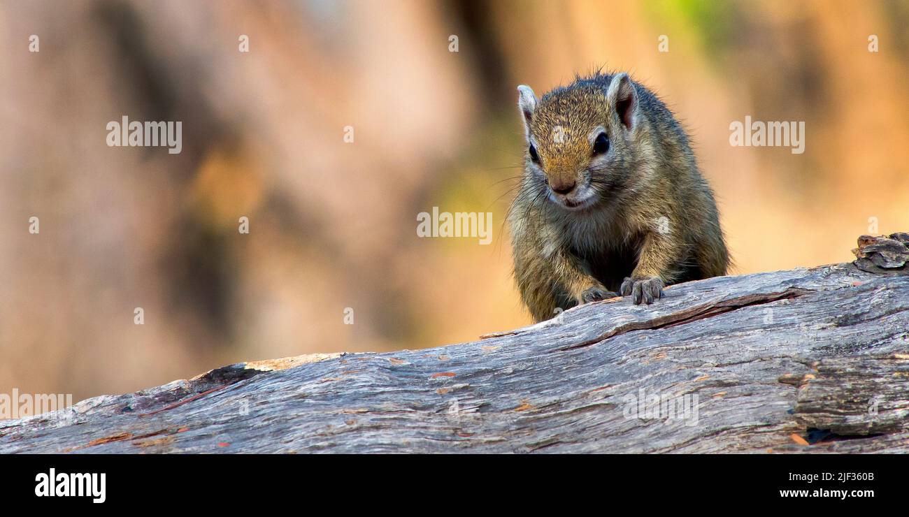 Tree Squirrel, Paraxerus cepapi, Chobe National Park, Botswana, Africa  Stock Photo - Alamy