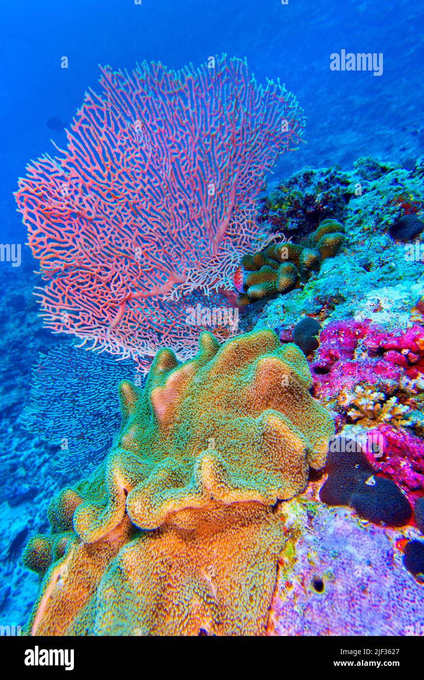 Elephant Ear Coral, Green Toadstool Coral, Leather Coral, Soft Coral, Gorgonian, Sea Fan, Sea Whips, Coral Reef, North Ari Atoll, Maldives, Indian Oce Stock Photo