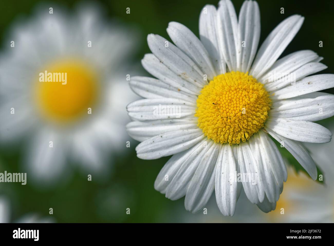 Leucanthemum vulgare, commonly known as the ox-eye daisy, oxeye daisy, dog daisy, marguerite  is a widespread flowering plant. Stock Photo