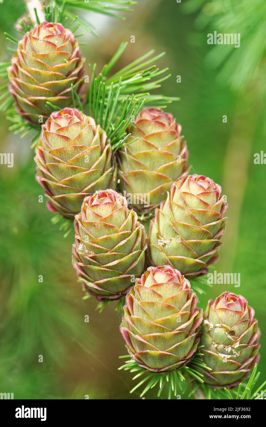 Young ovulate cones of larch tree in spring, end of June. Stock Photo