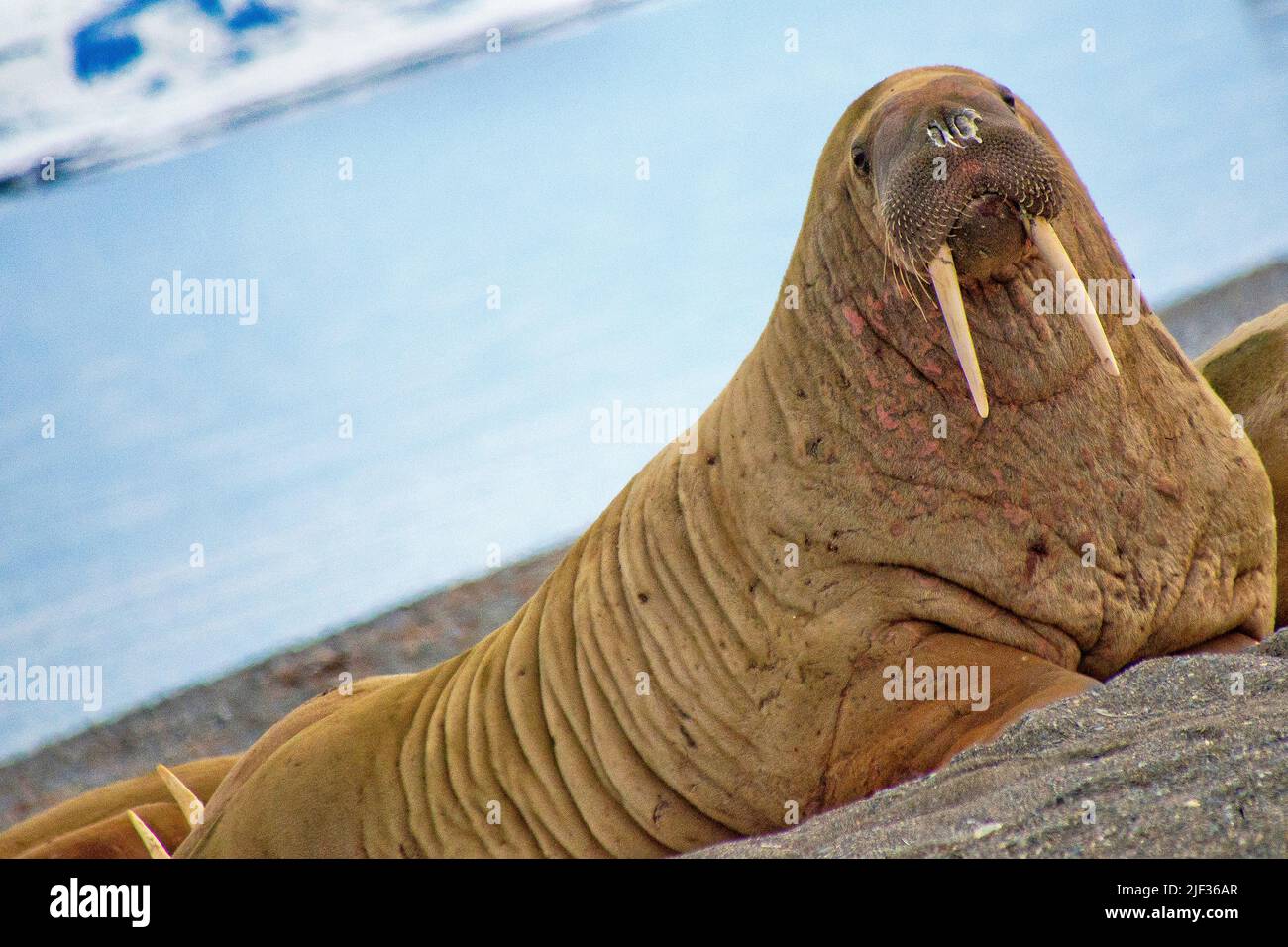 Walrus, Odobenus rosmarus, Arctic, Spitsbergen, Svalbard, Norway, Europe Stock Photo