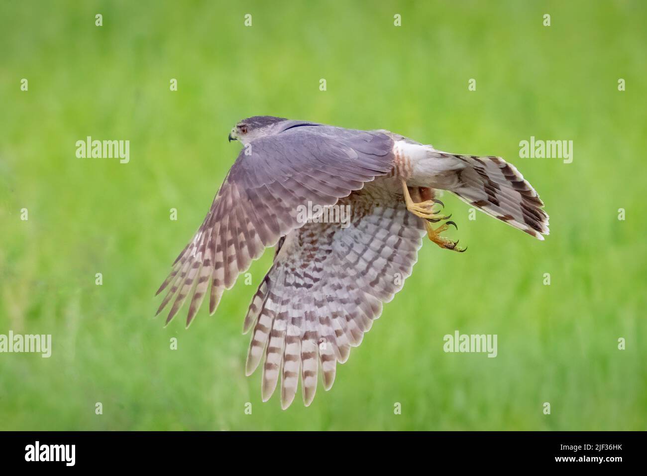 A coopers Hawk taking flight after an unsuccessful raid on my bird