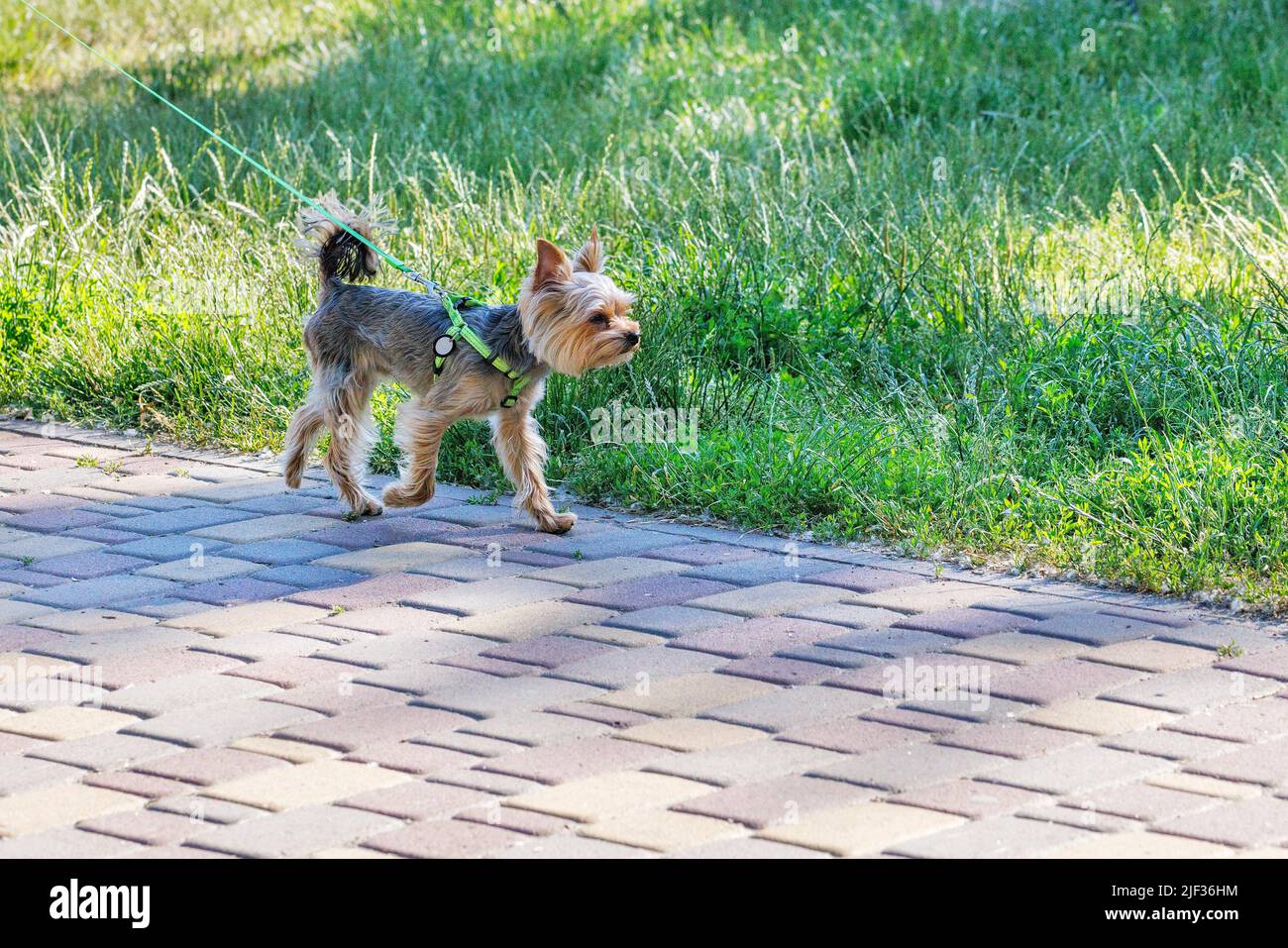 Yorkshire terrier with a short haircut on his head in a summer park against the backdrop of lush green grass. Copy space. Stock Photo