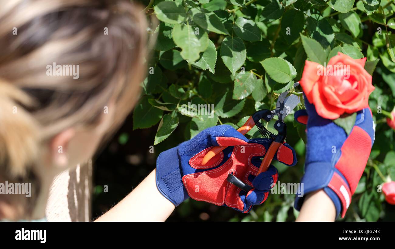 Rose scissors cutting hi-res stock photography and images - Alamy