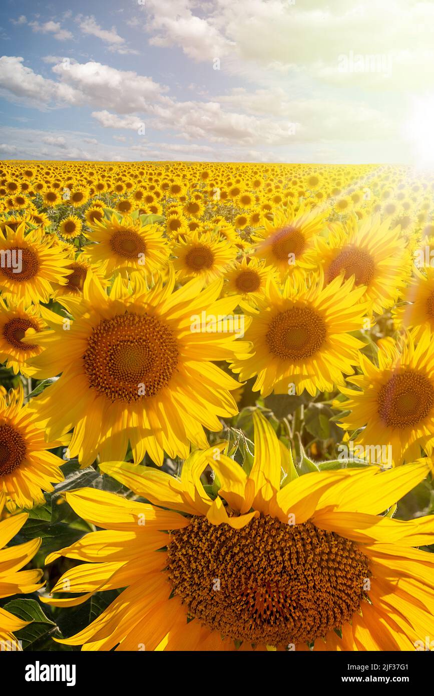 Bright yellow gold sunflowers hi-res stock photography and images - Alamy