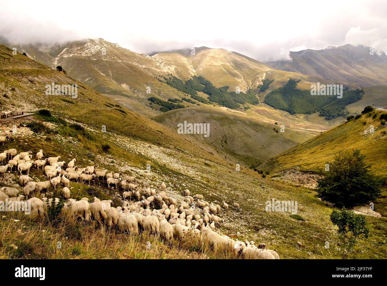 grazing flock of sheep in mountain scenery, Parco Nazionale dei Monti Sibillini, Italy, Marche, Monti Sibillini National Park Stock Photo