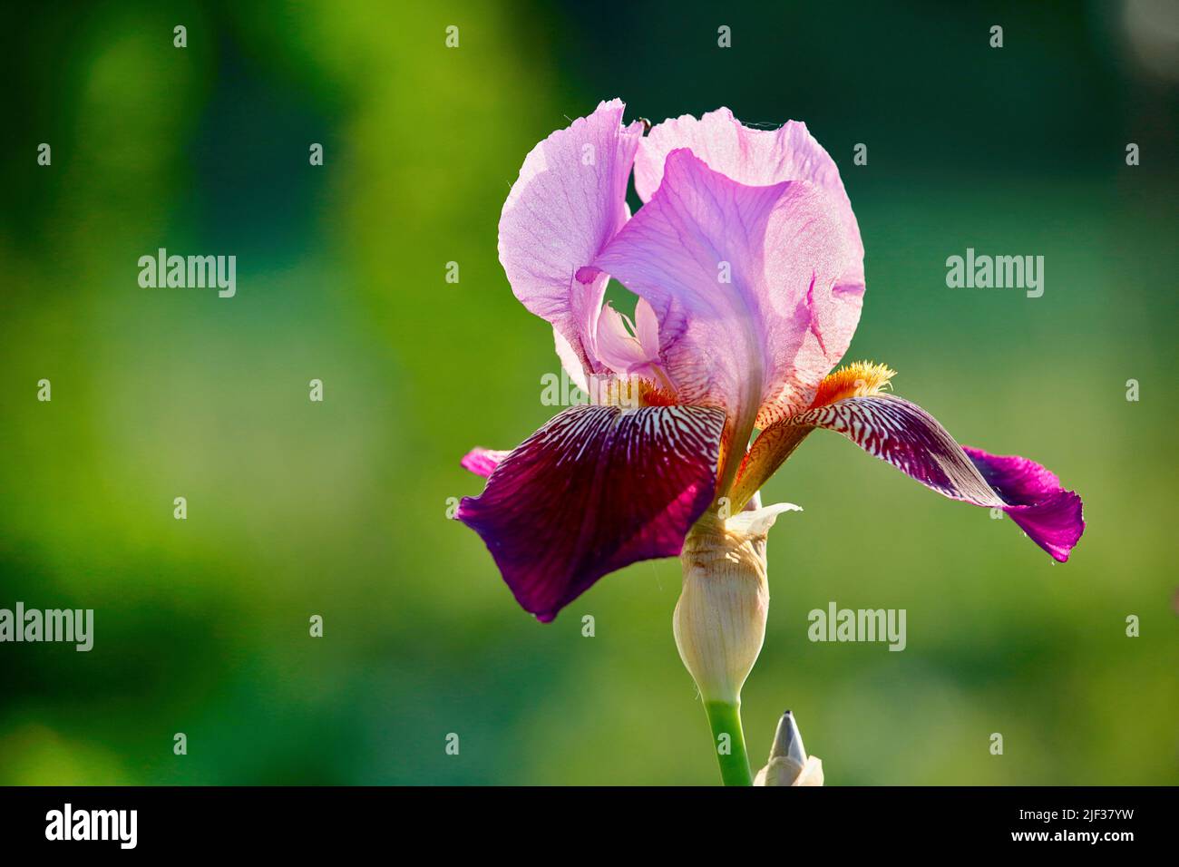 Bearded Iris (Iris barbata-Hybride), flower Stock Photo