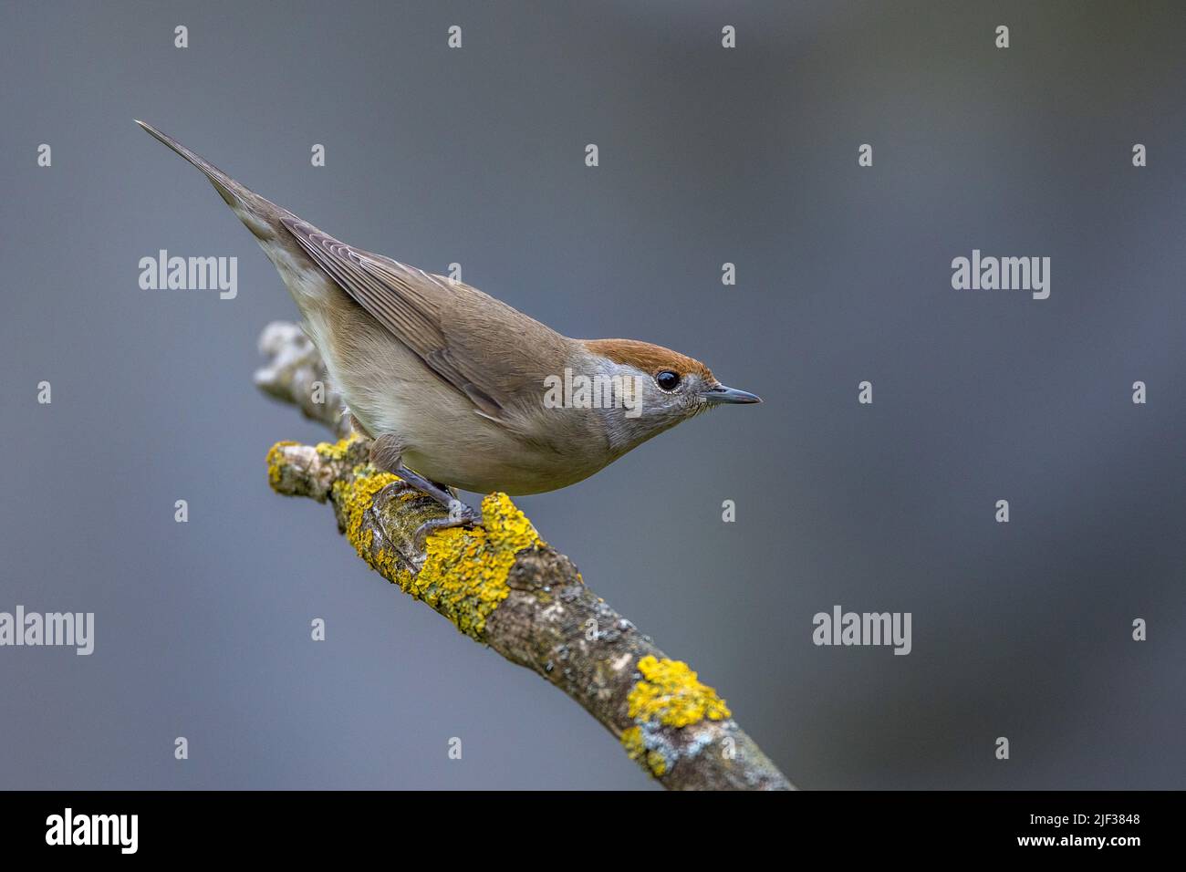 blackcap (Sylvia atricapilla), female perching on a lichened branch, side view, Germany, Baden-Wuerttemberg Stock Photo