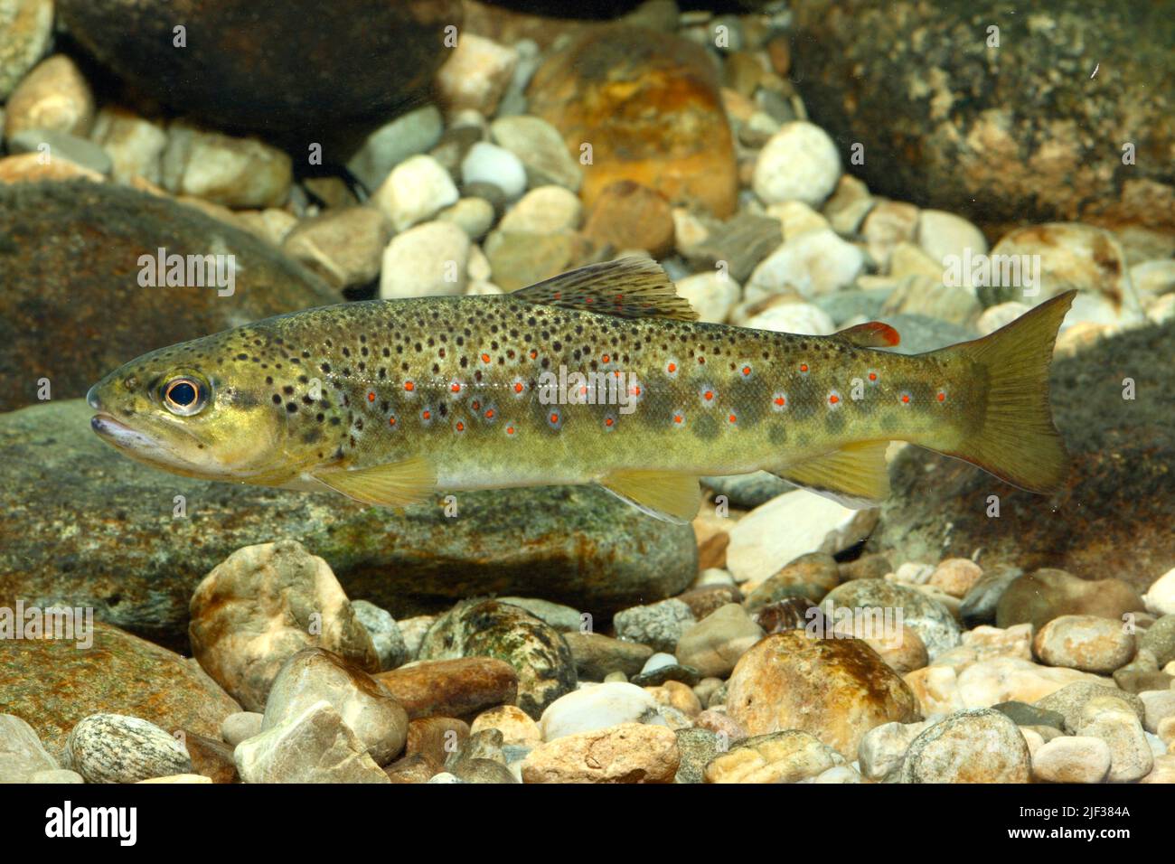 brown trout, river trout, brook trout (Salmo trutta fario), autochthone type from the Isen, Germany, Bavaria Stock Photo