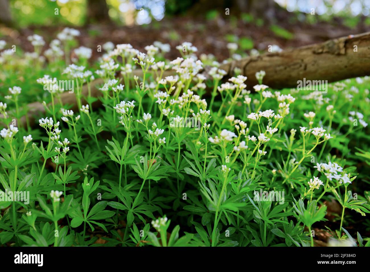 sweet woodruff (Galium odoratum), blooming on forest floor, Germany