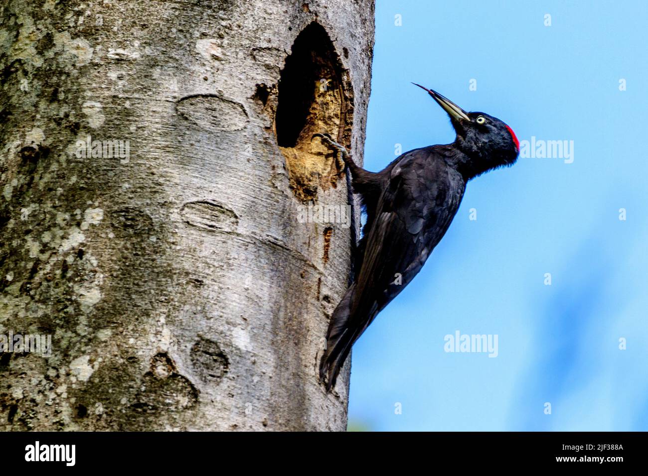 black woodpecker (Dryocopus martius), female perching with her tongue out at a woddpecker cavity, side view, Germany, Baden-Wuerttemberg Stock Photo