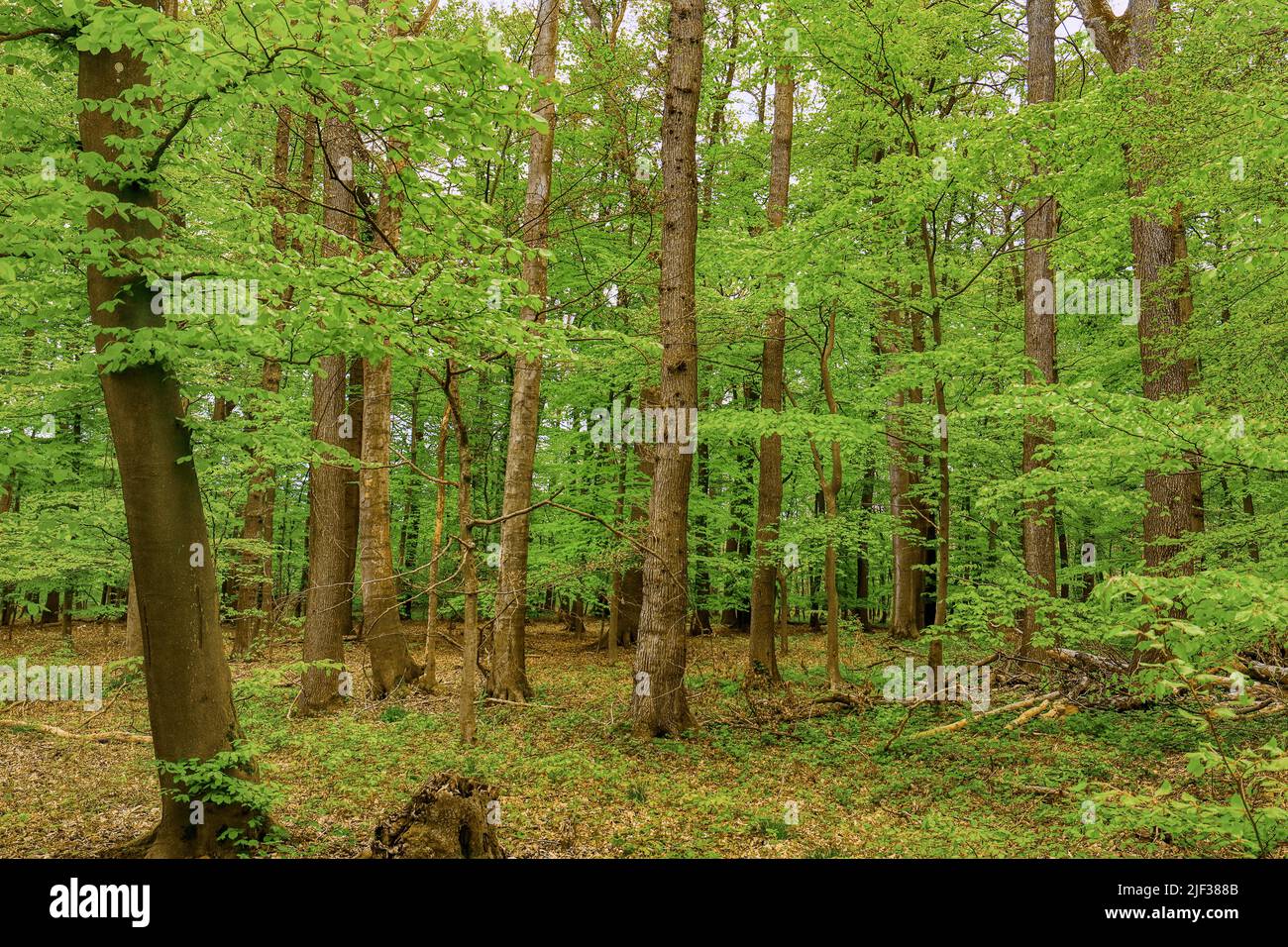 Deciduous forest, HDR, Germany, North Rhine-Westphalia Stock Photo