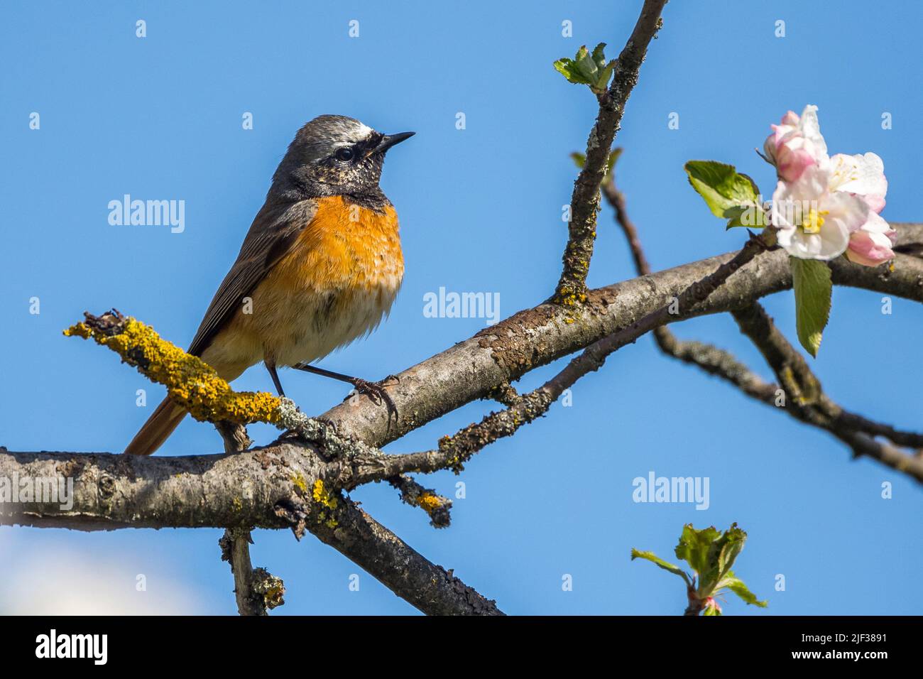 common redstart (Phoenicurus phoenicurus), male perching on a branch, Germany, Baden-Wuerttemberg Stock Photo