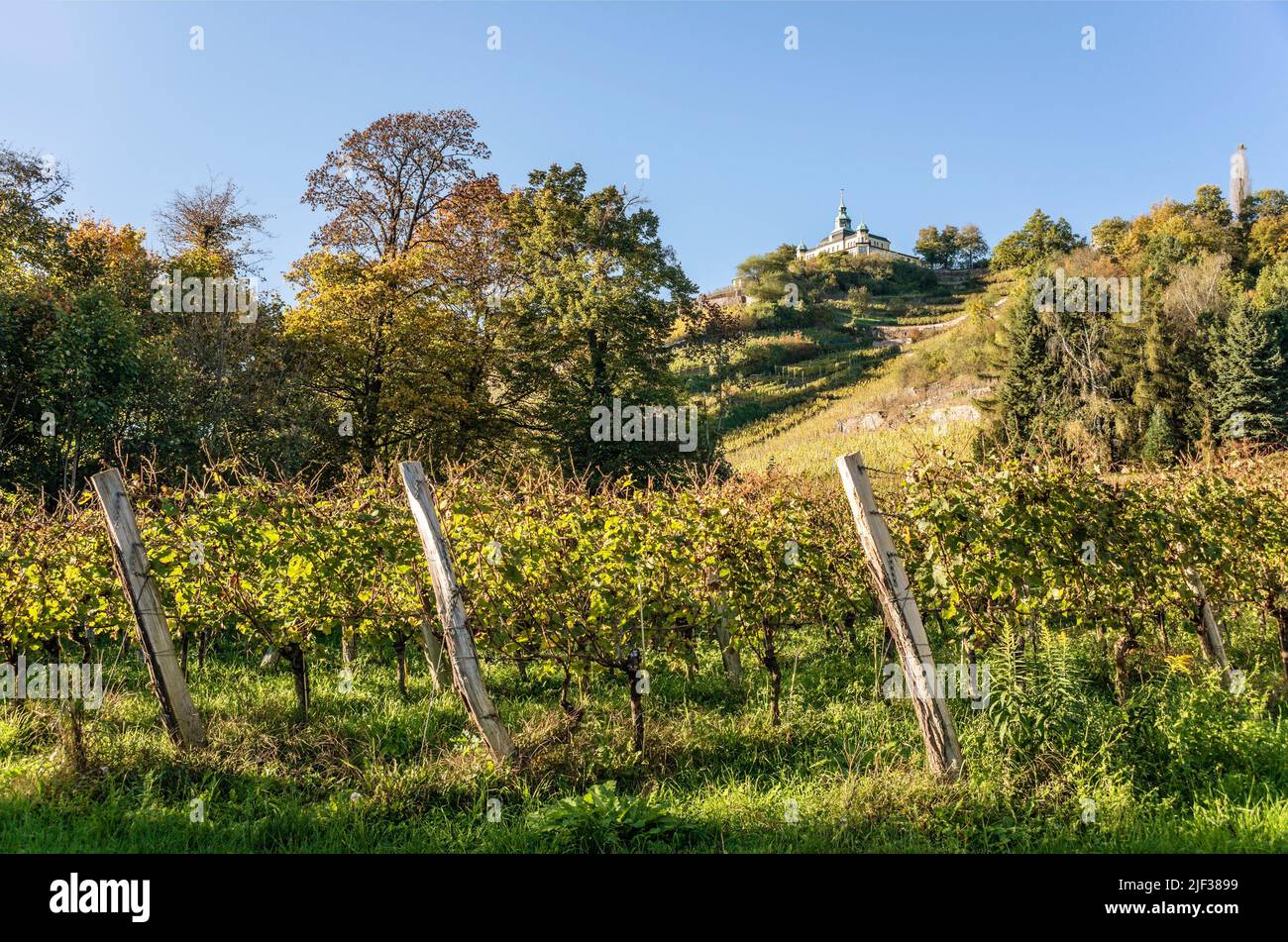 Radebeul vineyards in autumn, Germany, Saxony, Radebeul Stock Photo