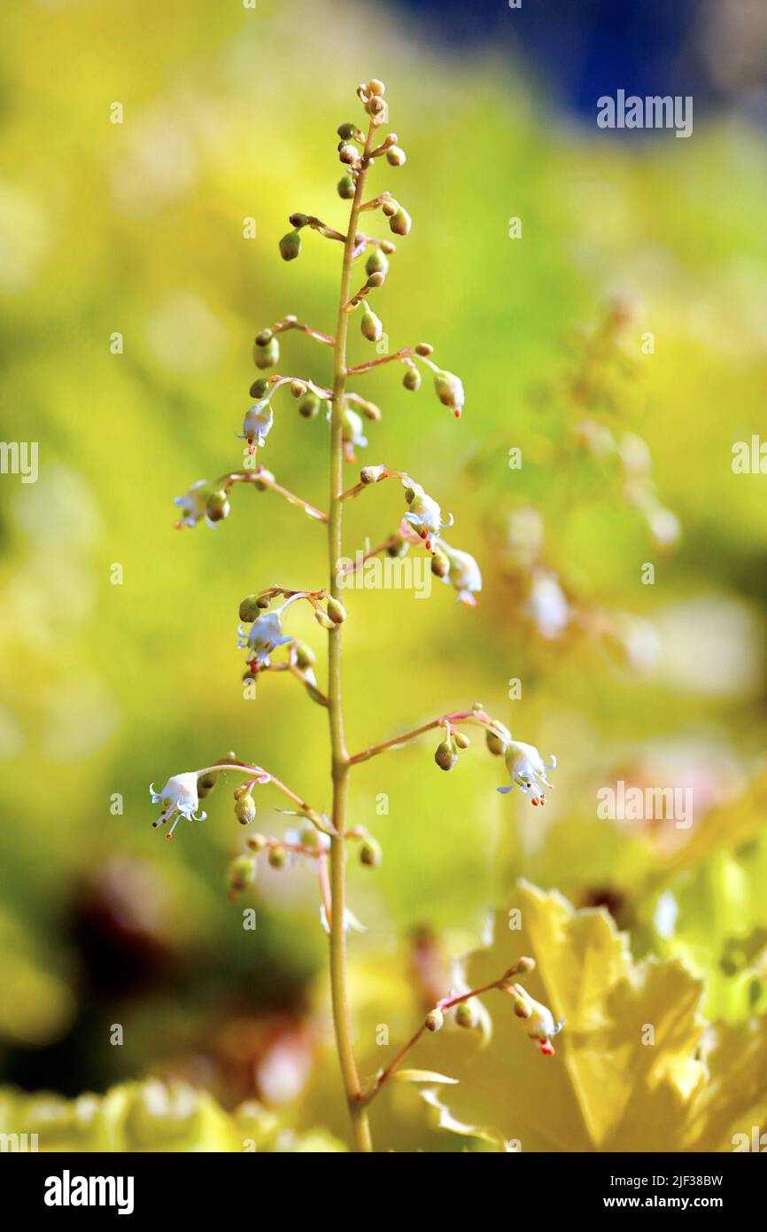 alumroot (Heuchera x brizoides), inflorescence, Germany, North Rhine-Westphalia Stock Photo