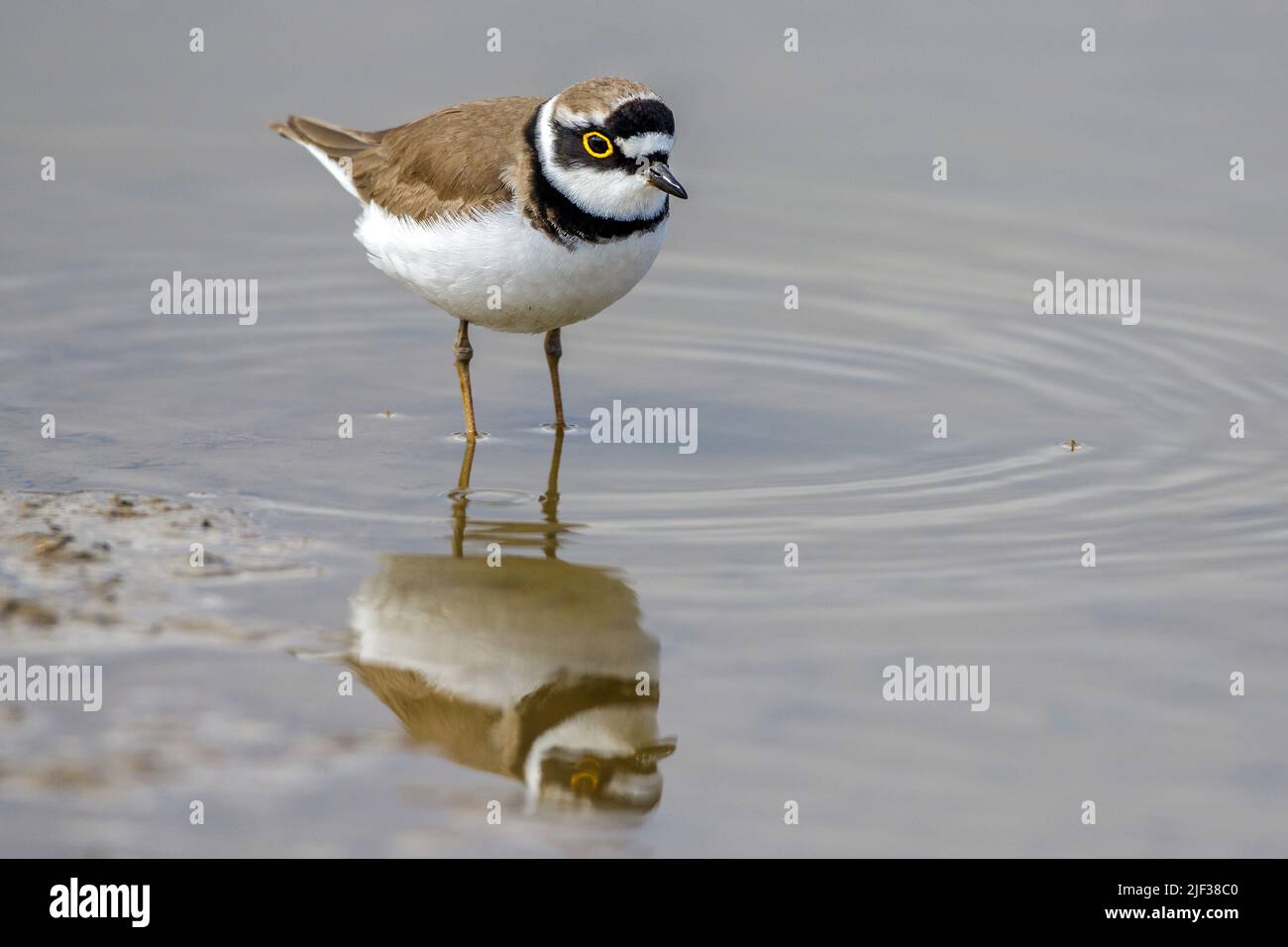 little ringed plover (Charadrius dubius), standing in shallow water , Germany, Baden-Wuerttemberg Stock Photo