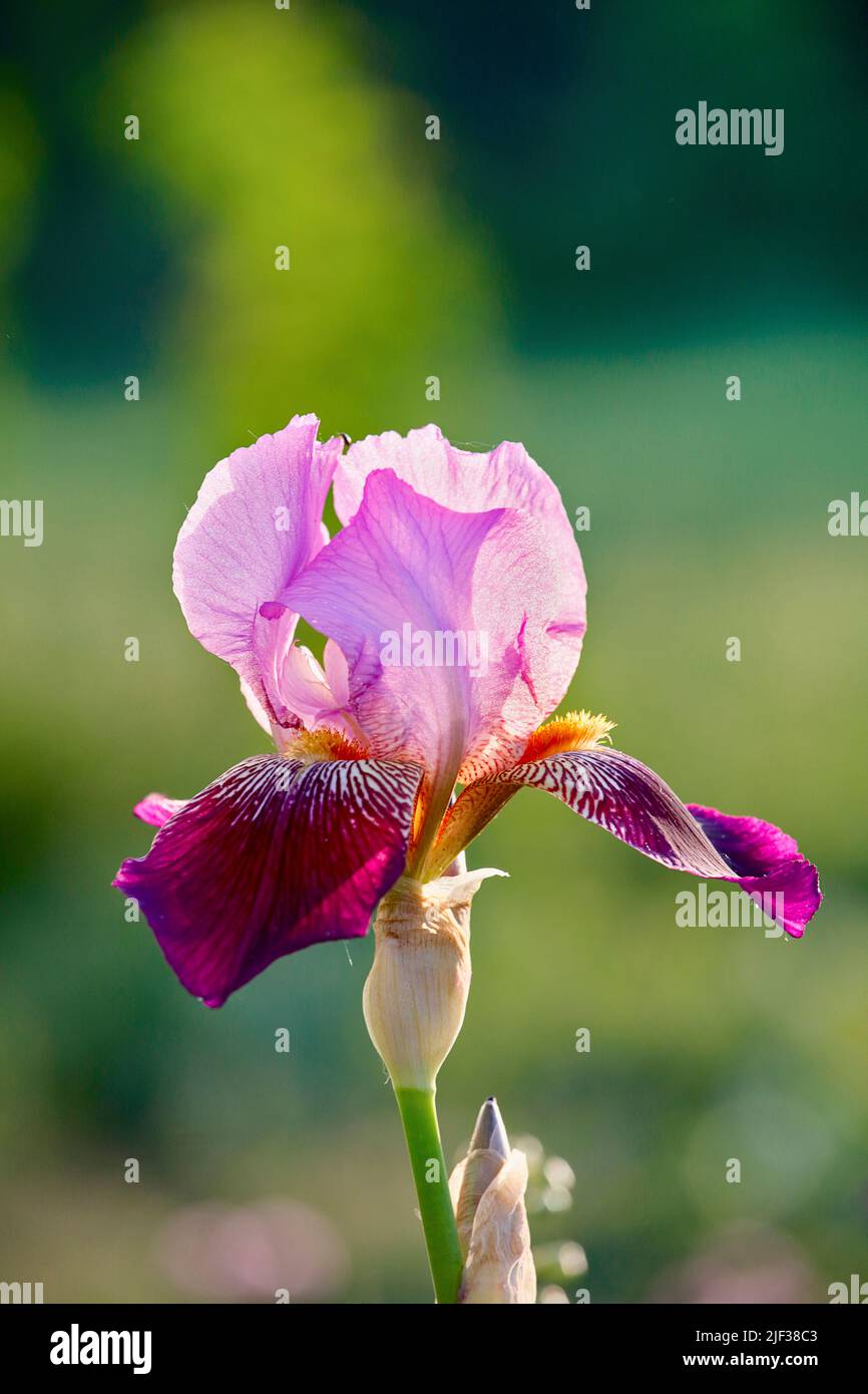 Bearded Iris (Iris barbata-Hybride), flower, Germany, Hagen-Hohenlimburg Stock Photo