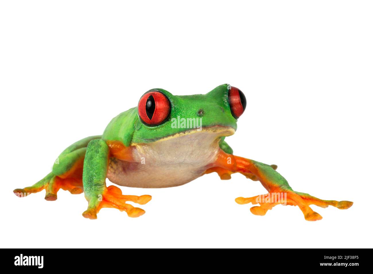 red-eyed treefrog, redeyed treefrog, redeye treefrog, red eye treefrog, red eyed frog (Agalychnis callidryas), cutout Stock Photo